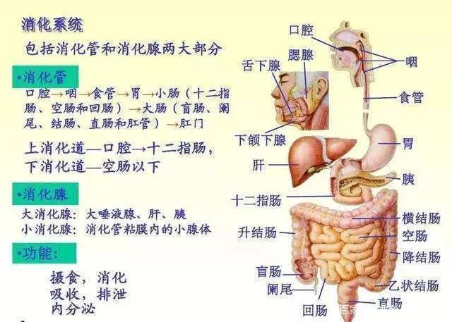 胃在哪个位置(胃疼30秒止疼法)